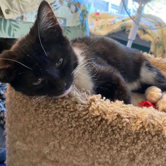 🐈 🐾 Hello! Welcome to come our human closet 🐈🐾 - Picture 9 of 13